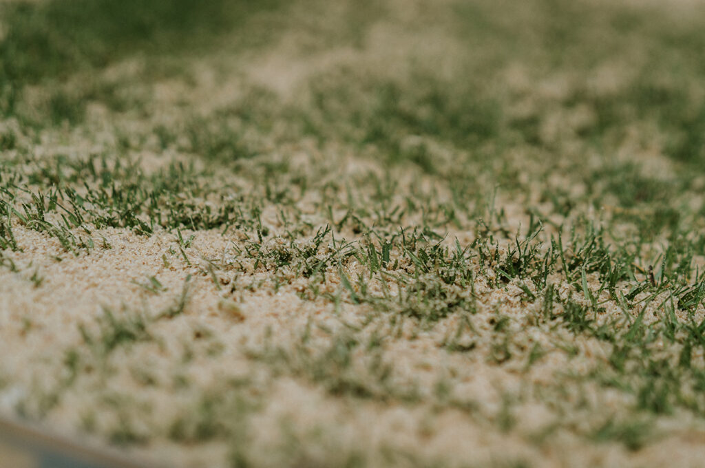 Rasen sanden - Topdressing mit dem Rasenrakel von Risisani